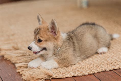 Corgi Puppies and Corgi Breed Guide - Barkmind