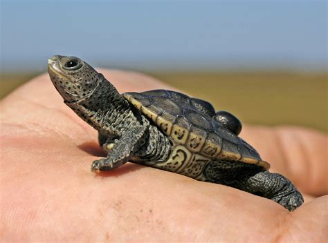 Conservation grant to make terrapin habitat Forever Wild | AL.com