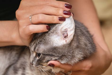 Cat Ear Care | Tips for Healthy Ears | Pet Drugs Online
