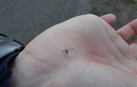 Identification of small fuzzy flying insect (pic) - Biology Stack Exchange