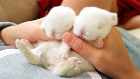 Pictures Of Cute Baby Bunnies