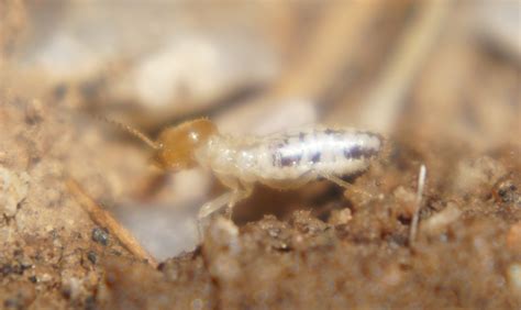 Termites on Ground In Arizona - Termite ID Requests - Ants ...