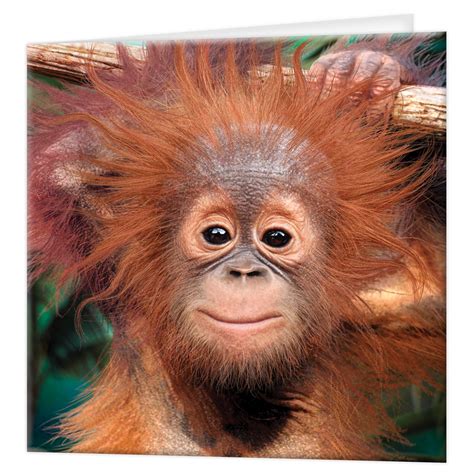 Buy 3D LiveLife Greeting Card - Baby Orangutan from Deluxebase. Colourful Monkey Lenticular 3D ...