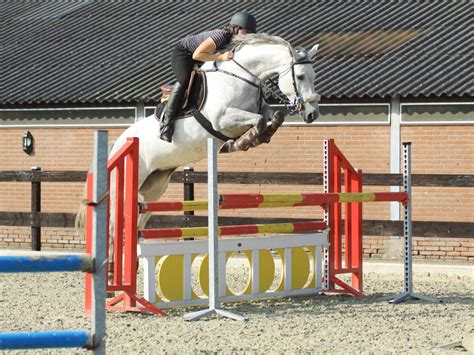 Show Jumping Horses for Sale | Peter Berkers Sporthorses