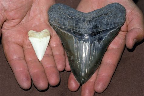 Real Fossilized Megalodon Shark Tooth Megalodon Shark Tooth Home Décor Taxidermy & Curiosities ...