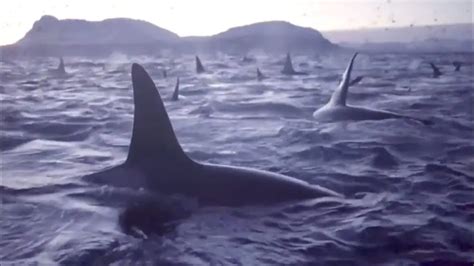 Largest orca pod ever caught on camera off the coast of Norway