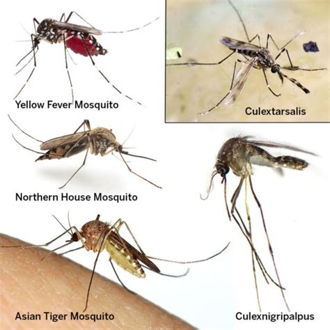 Mosquito Types - What Attracts Mosquitoes