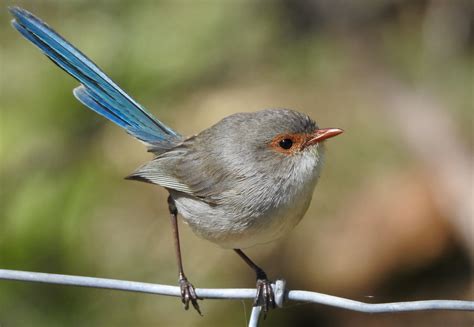 Splendid Fairywren by Martin Loftus - BirdGuides