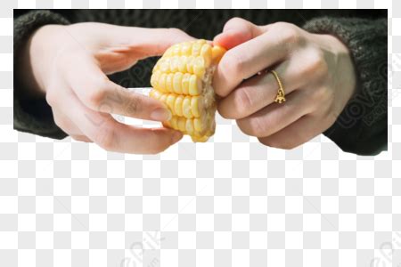 Hand Holding Corn PNG Images With Transparent Background | Free ...