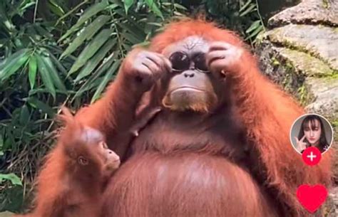 Orangutan goes viral for stealing a zoo visitor's sunglasses