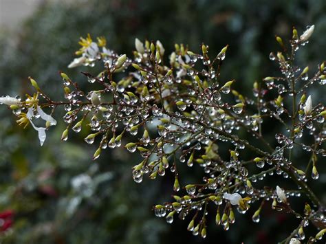 Water Droplets On Leaves Free Stock Photo - Public Domain Pictures