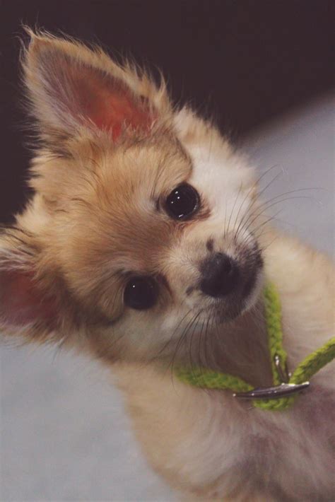 My pomchi Puppy snickers...pomeranian chihuahua | Pomeranian chihuahua ...