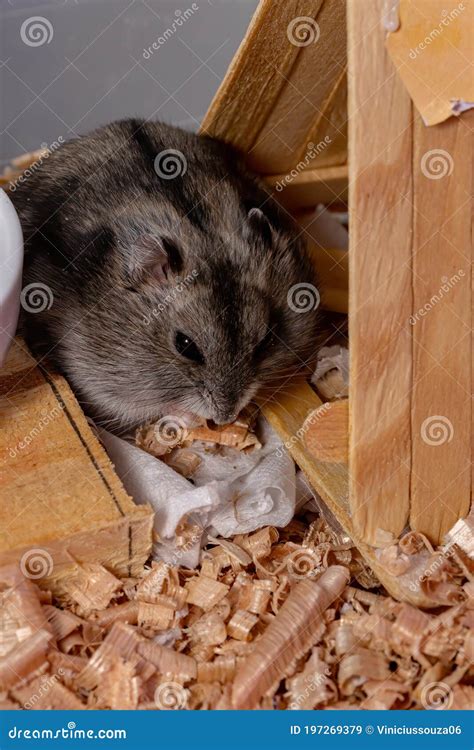 Campbell`s dwarf hamster stock image. Image of hamster - 197269379