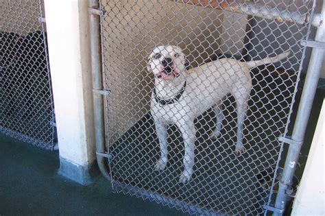 No-Kill Shelters Save Millions Of Unwanted Pets — But Not All Of Them : NPR