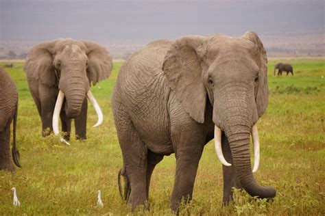 African elephant herd in the serengeti. | Free Photo - rawpixel