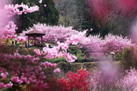 Taiwan’s Cherry Blossoms 2017 Forecast: When & Where to Catch Them?