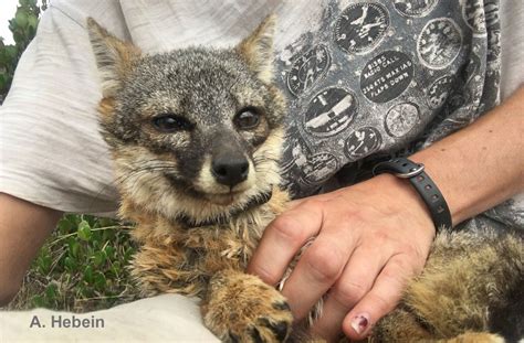 Friends of the Island Fox: Foxes on Santa Cruz Island are Wearing FIF Collars