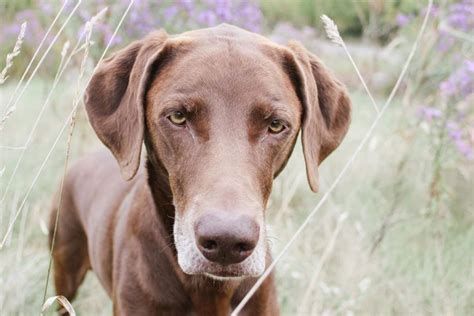 Weimaraner Chocolate Lab Mix Puppies : Pin On Love : Yesterday i went to pick up my new puppy ...