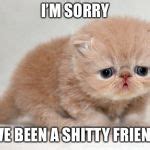 sad kitten Meme Generator - Imgflip