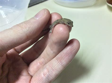 My family found a baby lizard in a box that was brought from Florida to ...