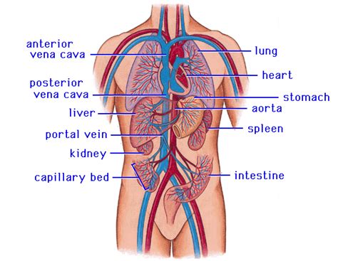 Circulatory System - BIOLOGICAL SCIENCESBIOLOGICAL SCIENCES