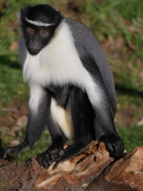 Roloway Monkeys at Yorkshire Wildlife Park