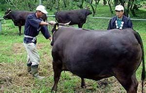 Yusuke Japan Blog: The finest Japanese Beef, Matsusaka Beef