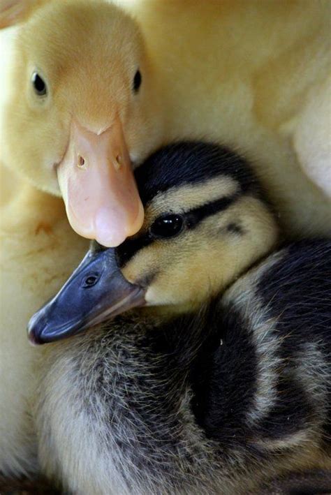 23 best Adorable Baby Ducks images on Pinterest | Baby ducks, Farm ...