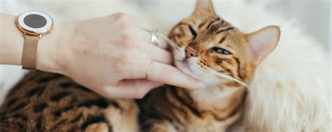 Two Common Medications to Treat Seizures in Cats The Compounding Center Leesburg, VA (703) 779-3301