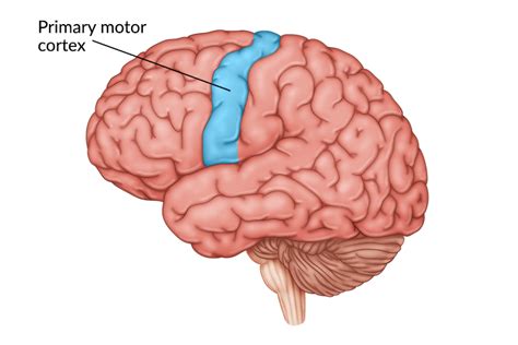 Primary Motor Cortex