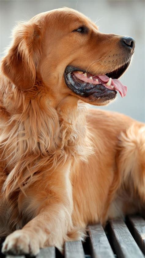 a golden retriever laying on top of a wooden bench with his tongue hanging out