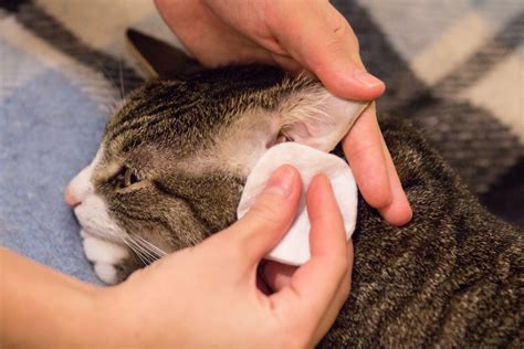 Proč má kočka uvnitř špinavé uši a jak je správně čistit