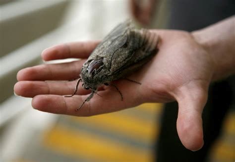 The Bogong moth population is in trouble | The Border Mail | Wodonga, VIC