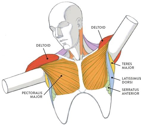 Muscles of the Neck and Torso - Classic Human Anatomy in Motion: The Artist's Guide to the ...