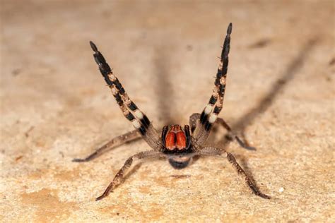 Brazilian Wandering Spider Bite - Animals Around The Globe