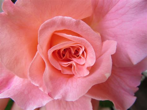 Free Images : petal, romance, pink, flora, smell, beauty, floribunda, fragrance, rose bloom ...