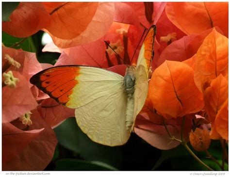 Great Orange Tip Butterfly by In-the-picture on DeviantArt