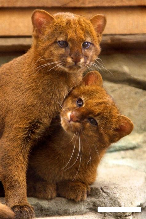 Jaguarundi kittens. | Beautiful cats, Wild cat species, Small wild cats