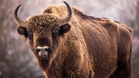 Watch Yellowstone tourists risk life and limb for a bison selfie | Advnture