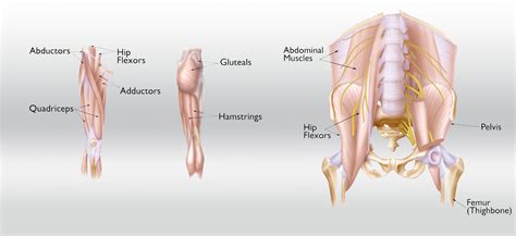 Hip strain: Description, Causes, Treatment | BoulderCentre for ...