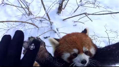 These Red Pandas Playing In Snow Are The Most Joyful Thing On The Internet