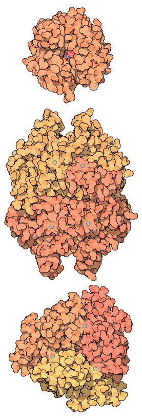 PDB-101: Molecule of the Month: Carbonic Anhydrase