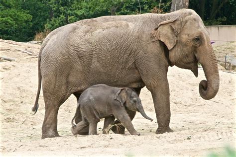 Fotos gratis : fauna silvestre, Zoo, mamífero, vertebrado, safari, Petit, Elefante indio ...