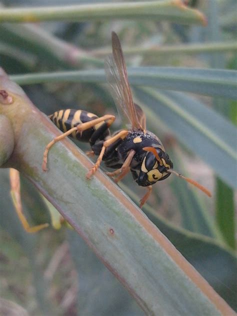 Things I Get To I.D. At Work, Black and Yellow Paper Wasp, Polistes ...