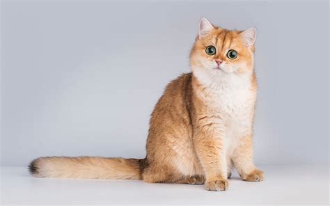 1366x768px, 720P free download | Ginger British cat, cat with big green ...