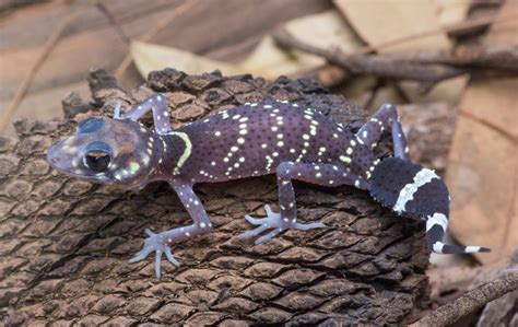 Care Tips For The Australian Barking Gecko - Reptiles Magazine