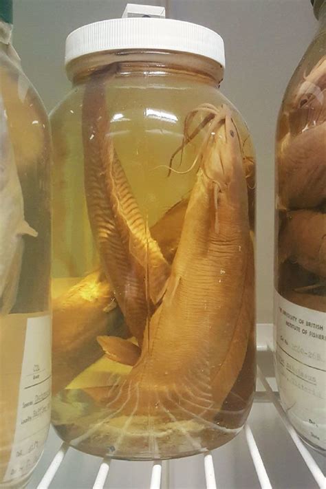 A new use for museum fish specimens | Sea Around Us