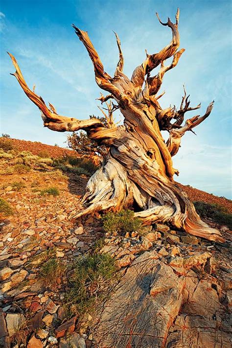 Hiking the Ancient Bristlecone Pine Forest | Moon Travel Guides