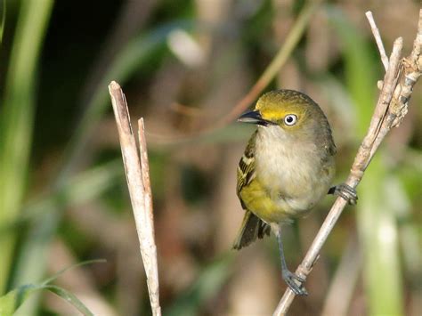 White-eyed Vireo 03-20190330 | A few seconds in the life of … | Flickr