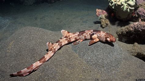 New 'Walking Shark' Species Identified Off Indonesia